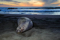 Northern elephant seal (Mirounga angustirostris) resting at sunset. Piedras Blancas, California, USA.  December.