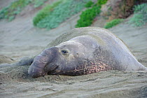 Northern elephant seal (Mirounga angustirostris) mature male resting on beach, Piedras Blancas, California, USA. December.