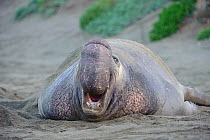 Northern elephant seal (Mirounga angustirostris) vocalizing. Males threaten each other with the snort, a sound caused by expelling air though the proboscis. Piedras Blancas, California, USA. December.