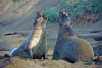 Northern elephant seals (Mirounga angustirostris) juveniles fighting.  Piedras Blancas, California, USA. December.