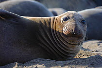 Northern elephant seal (Mirounga angustirostris) bull resting on beach, Piedras Blancas, California, USA. December.