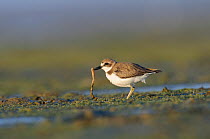 Greater sand plover (Charadrius leschenaultii) in winter plumage with worm prey. Rakhine State, Myanmar. January.