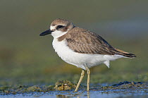 Greater sand plover (Charadrius leschenaultii) in winter plumage foraging on coastal tidal flats. Rakhine State, Myanmar. January.