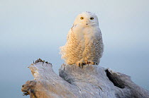 Snowy owl (Bubo scandiacus) perched on coastal driftwood. Ocean County, Washington. USA. March.