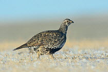 Female Greater sage-grouse (Centrocercus urophasianus) walking across a snow covered lek. Sublette County, Wyoming, USA. March.