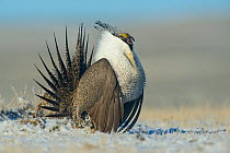 Greater sage-grouse (Centrocercus urophasianus) male displaying on a lek in snow, Sublette County, Wyoming, USA. April.