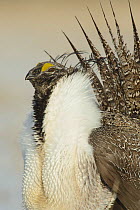 Greater sage-grouse (Centrocercus urophasianus) male displaying on a lek in spring. Sublette County, Wyoming, USA. April.