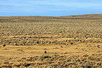 Greater sage-grouse (Centrocercus urophasianus) lek, Sublette County, Wyoming. March.