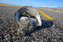 Greater Sage-grouse (Centrocercus urophasianus) roadkill on road, Sublette County, Wyoming. March.