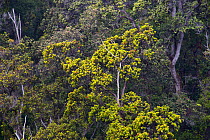 Native Hawaiian forest with Ohia trees (Metrosideros polymorpha) Volcano National Park, Hawaii. April.