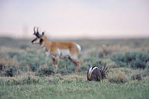 Pronghorn (Antilocapra americana) on a Greater sage-grouse lek (Centrocercus urophasianus) on the Pinedale Mesa Anticline. Sublette County, Wyoming, USA. June.
