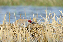 Sandhill crane (Grus canadensis) incubating a nest in a seasonal wetland. Sublette County, Wyoming, USA. May..