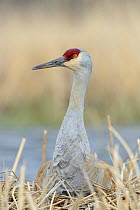 Sandhill crane (Grus canadensis) incubating a nest in a seasonal wetland. Sublette County, Wyoming, USA. May..