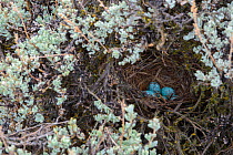 Sage thrasher (Oreoscoptes montanus) nest and eggs in a Wyoming big sagebrush (Artemisia tridentata) Sublette County, Wyoming, USA. May.
