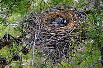 Clark's nutcracker (Nucifraga columbiana) nest and chicks in a Lodgepole pine (Pinus contorta) Teton County, Wyoming, USA. May.