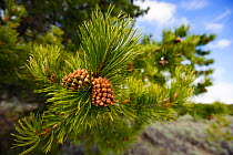 Lodgepole pine cones (Pinus contorta), Teton County, Wyoming, USA. May.