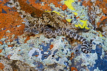 Juvenile Western rattlesnake (Crotalus viridis oreganus) Grant County, Washington. October.