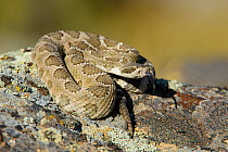 Western rattlesnake (Crotalus viridis oreganus) Grant County, Washington, USA, October.