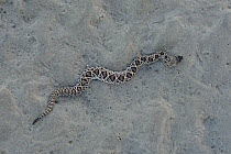 Eastern diamondback rattlesnake (Crotalus adamanteus) juvenile on sand, Glynn County, Georgia. October.