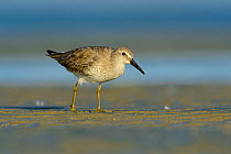 Red knot (Calidris canutus) in basic (winter) plumage foraging on the Altamaha Estuary. Glynn County, Georgia. October.