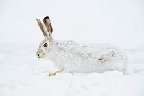 White-tailed jackrabbit (Lepus townsendii) camouflaged in its winter coat. Sweetwater County, Wyoming, USA, January.