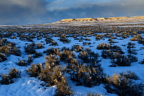 Key winter habitat for Greater sage-grouse in the Alkali Basin. This area is under threat of energy development by the Naturally Pressured Lance gas field project,. Sublette County, Wyoming, USA. Janu...