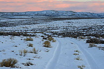Key winter habitat for Greater sage-grouse in the Alkali Basin. This area is under threat of energy development by the Naturally Pressured Lance gas field project,. Sublette County, Wyoming, USA. Janu...