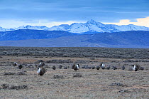 Greater sage-grouse (Centrocercus urophasianus) males displaying at lek in spring. Sublette County, Wyoming, USA. April.