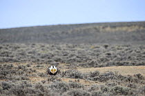 Greater sage-grouse (Centrocercus urophasianus) male displaying at lek in spring. Sublette County, Wyoming, USA. April.
