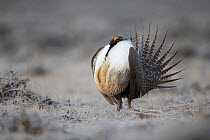 Greater sage-grouse (Centrocercus urophasianus) male displaying at lek in spring. Sublette County, Wyoming, USA. April.