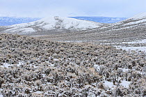 Snow covered sagebrush-steppe landscape north of Big Piney. Sublette County, Wyoming, USA. June.