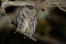 Whiskered screech-Owl (Megascops trichopsis) at night. Pima County, Arizona, USA. April.