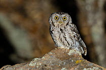 Whiskered screech-owl (Megascops trichopsis) at night. Pima County, Arizona, USA. April.