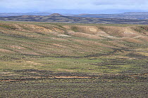 Sagebrush-steppe landscape north of Big Piney, Sublette County, Wyoming, USA, June.