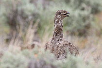 Greater sage-grouse (Centrocercus urophasianus) hen calling her brood. Sublette County, Wyoming, USA. June.