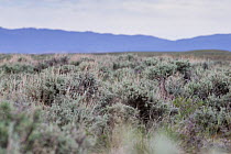 Greater sage-grouse (Centrocercus urophasianus) female hidden in sage landscape. Sublette County, Wyoming. June.