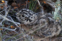 Greater sage-grouse (Centrocercus urophasianus) chick hidden under sage bush. Sublette County, Wyoming, USA. June.