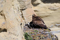 Golden eagle (Aquila chrysaetos) shading its chick from the sun. Sublette County, Wyoming, USA, June.