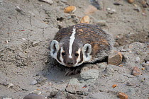 American badger (Taxidea taxus) emerging from a burrow. Sublette County, Wyoming, USA. July.