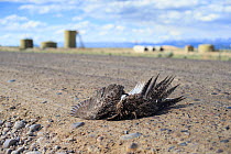 Greater sage-grouse (Centrocercus urophasianus) roadkill, Pinedale Mesa Anticline natural gas development. Sublette County, Wyoming, USA, June.