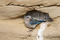 Mountain bluebird (Sialia currucoides) female returning to nest cavity with food. Sublette County  Wyoming, USA. June.
