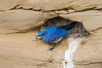 Mountain bluebird (Sialia currucoides) at nest cavity with prey. Sublette County, Wyoming, USA. June.