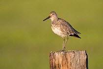 Willet (Tringa semipalmata) on fence post. Sublette County, Wyoming. June.