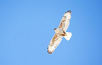 Ferruginous hawk (Buteo regalis) in soaring flight. Sublette County, Wyoming, USA. June.