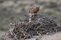 Ferruginous hawk (Buteo regalis) feeding its young chick at the nest. Sublette County, Wyoming, USA. June.