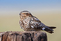 Common nighthawk (Chordeiles minor) female roosting on a fence post. Sublette County, Wyoming, USA. June.