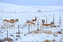 Pronghorns (Antilocapra americana) crawling under fence  in snow during migration, Sublette County, Wyoming, USA. March.