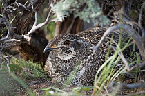 Greater sage-grouse (Centrocercus urophasianus) female incubating eggs on nest, Sublette County, Wyoming, USA. May.