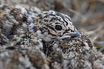 Greater sage-grouse (Centrocercus urophasianus) chick in nest surrounded by chicks, newly hatched, Sublette County, Wyoming, USA. May.