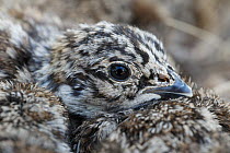 Greater sage-grouse (Centrocercus urophasianus) chick in nest surrounded by chicks, newly hatched, Sublette County, Wyoming, USA. May.